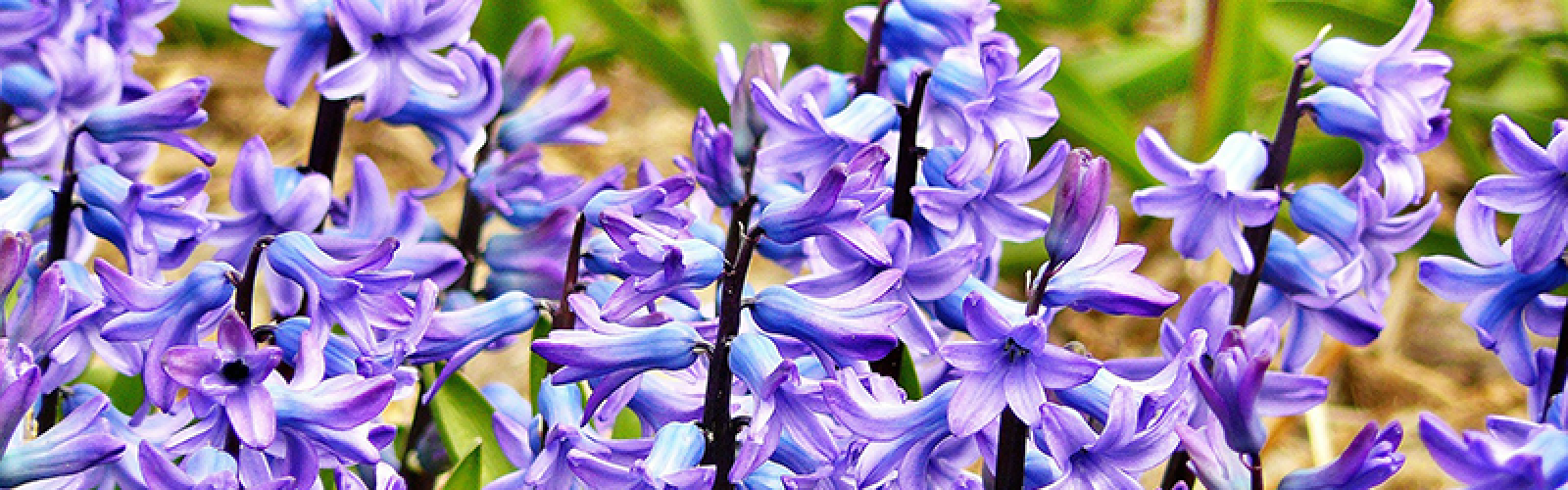 Februar-Freuden: Diese Schnittblumen haben jetzt Saison
