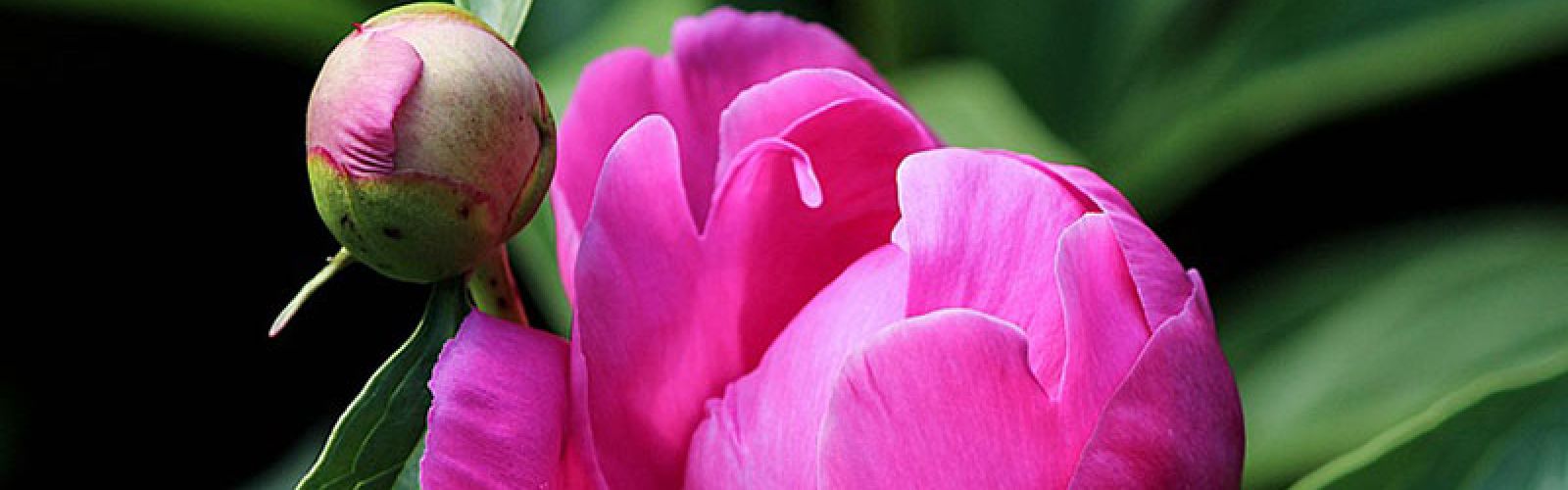 Schnittblumen-Kalender: Das sind die Saison-Blüher im Juli