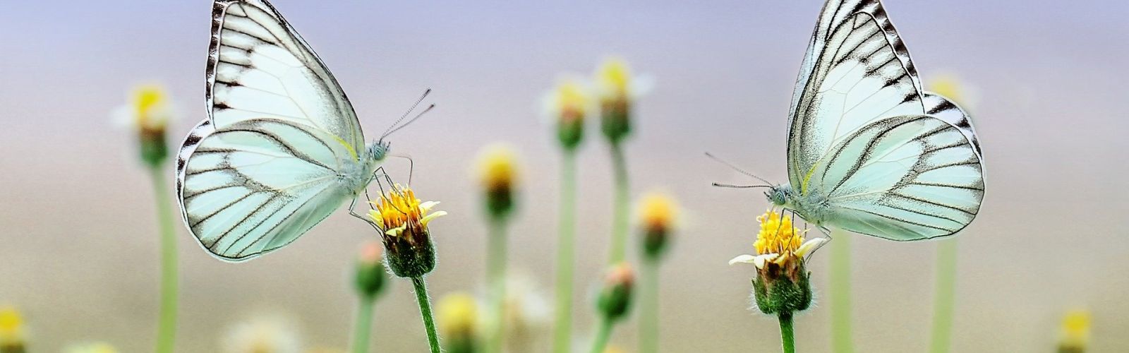 Kenne Sie die 10 Jahreszeiten der Natur?