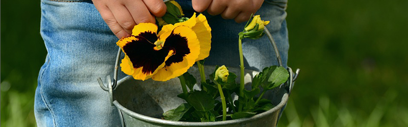 Machen Sie mit beim Pflanz-eine-Blume-Tag!