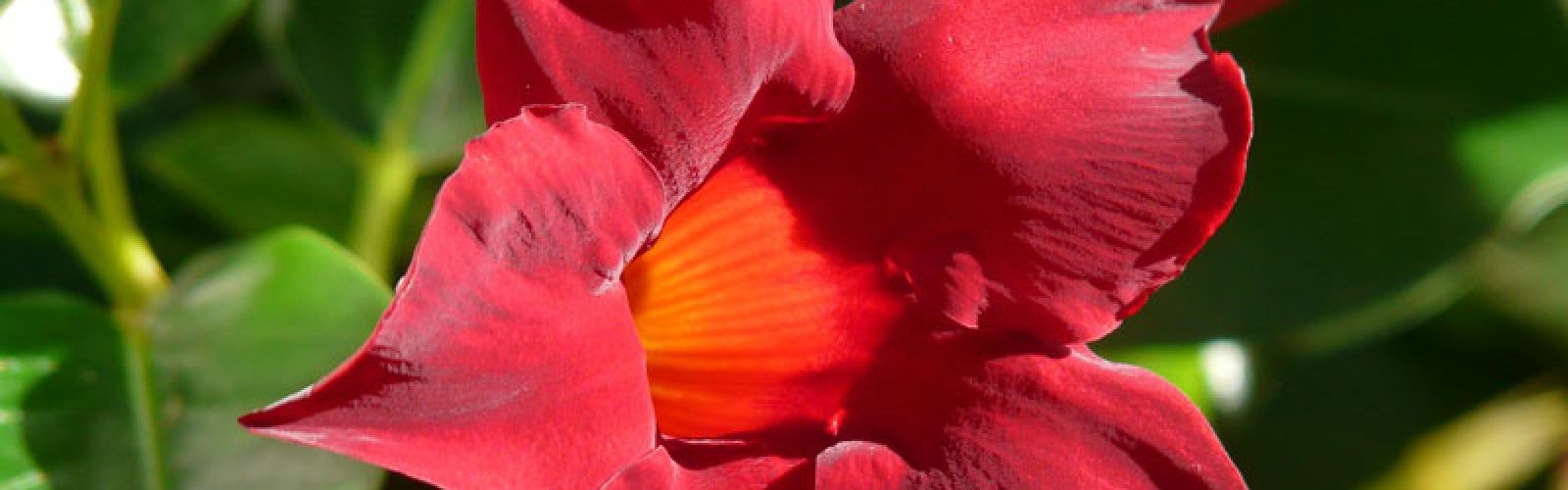 Dipladenia - die rote Schönheit aus Südamerika