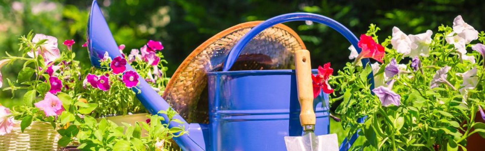 Gartenpflege im Juni: Jetzt blüht's richtig auf!