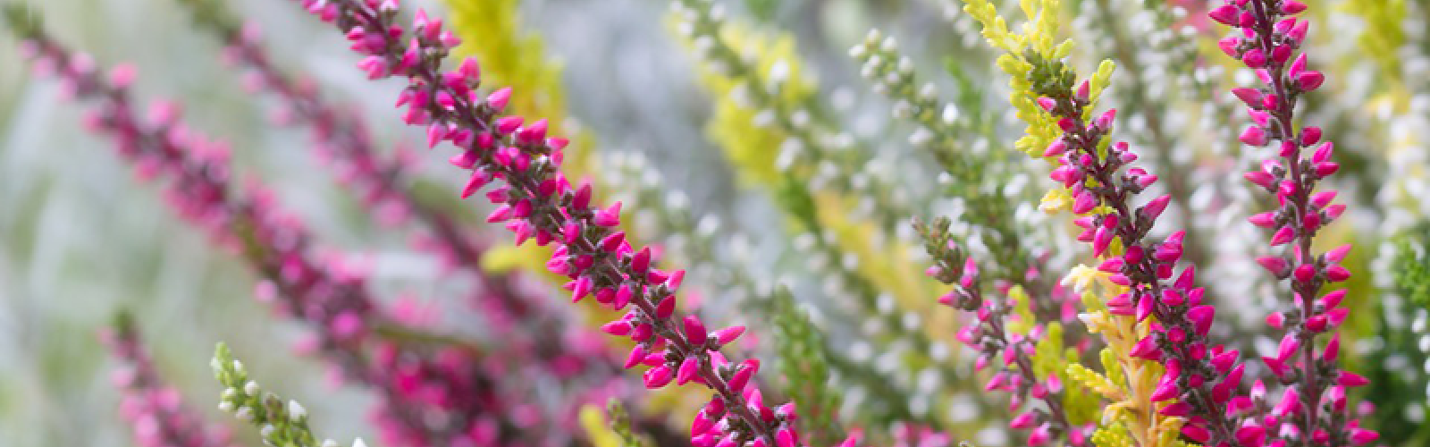 Die Blume des Jahres: Besenheide in Gefahr