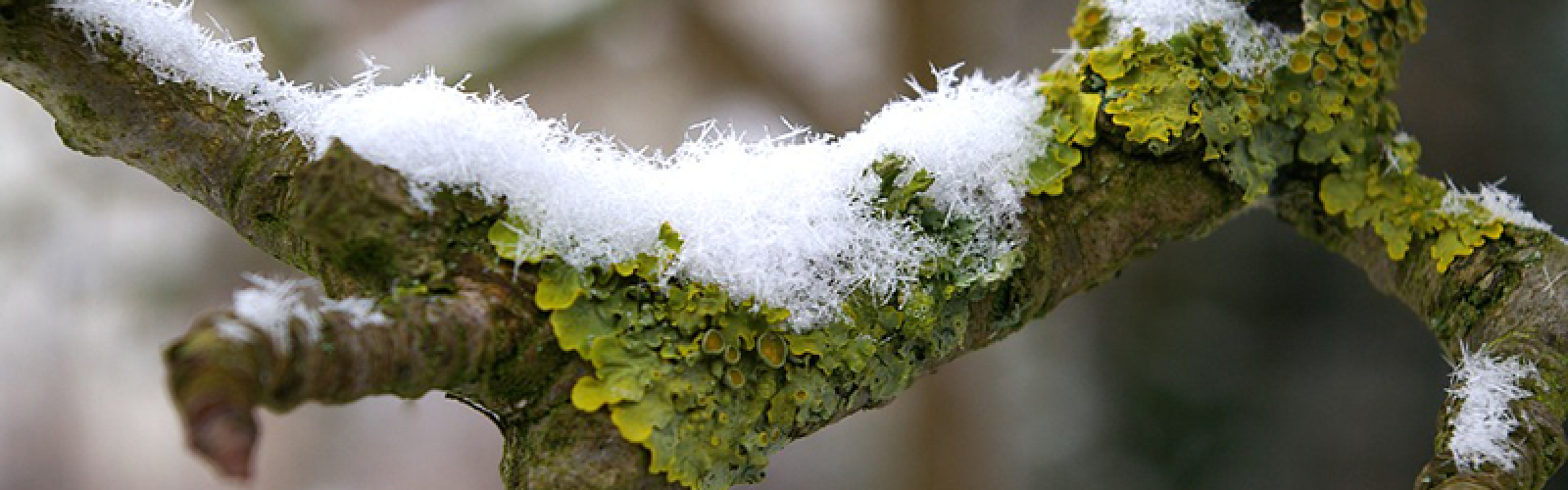 Gartenarbeit im Januar