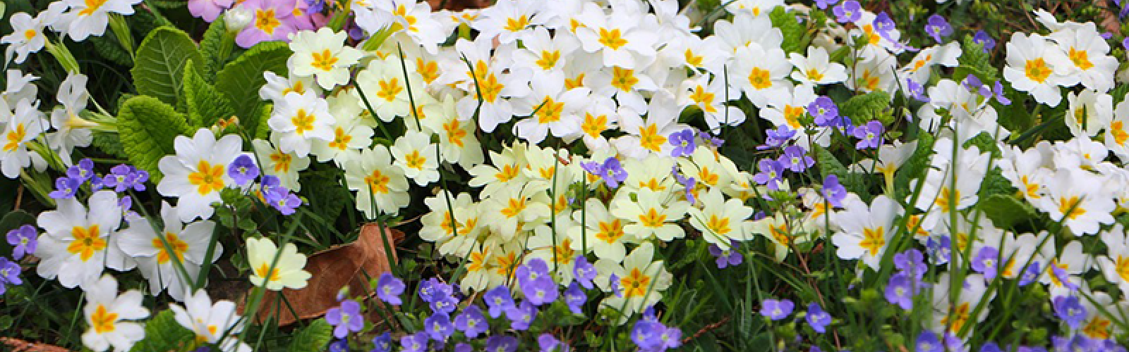 Gute Laune am Primrose Day: Farbenvielfalt für den Frühling