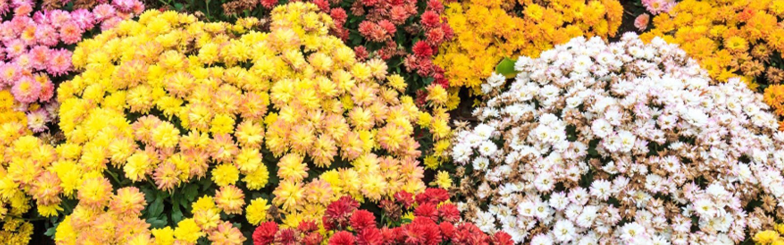 Oktober ist Gartenzeit