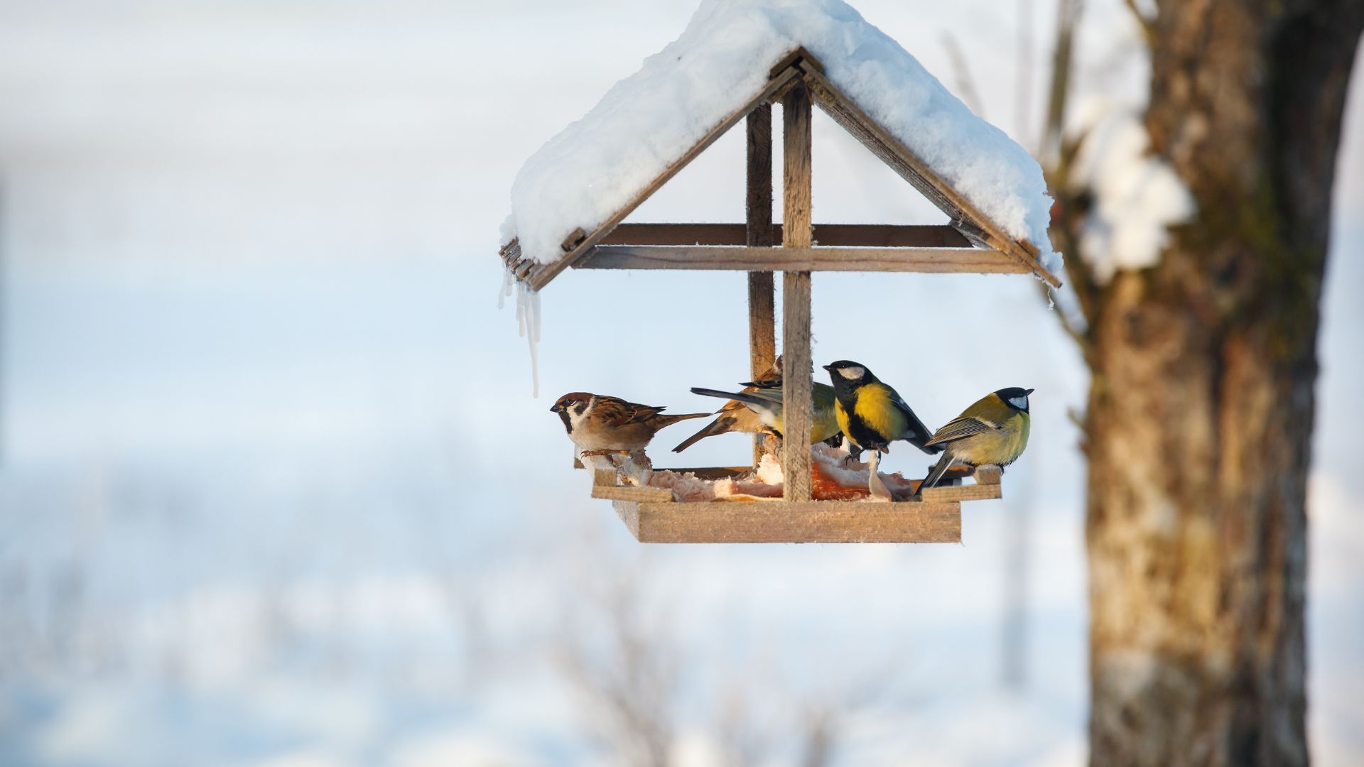 Vogelfreunde im Winter