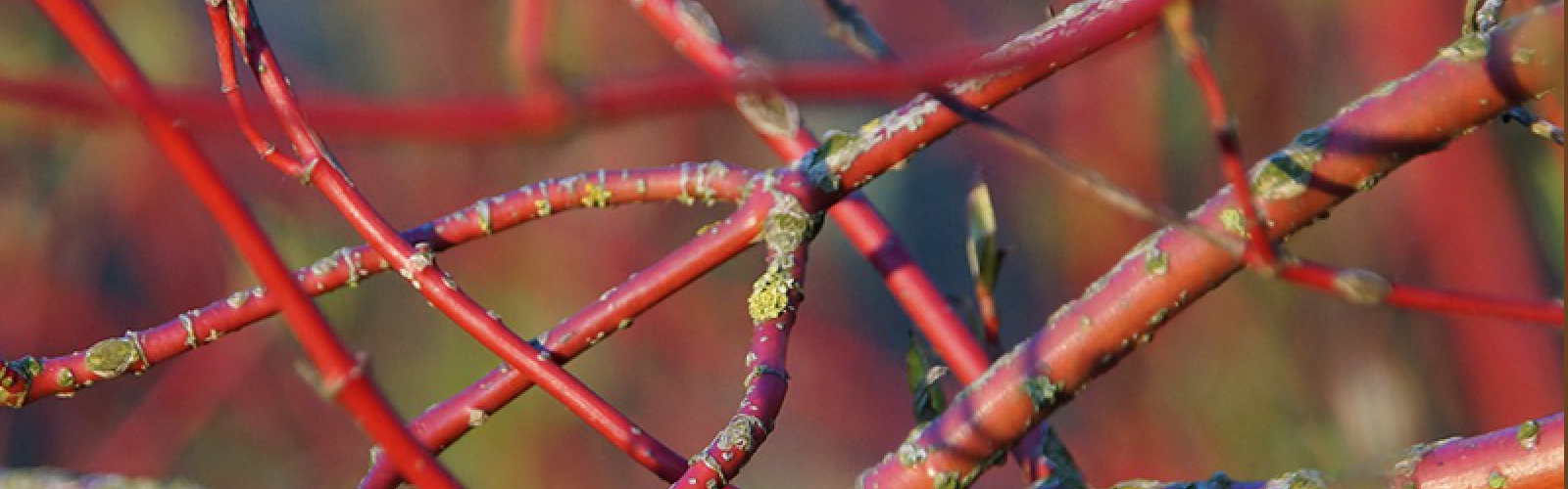 Farbenfroh im Winter: Fröhliche Pflanzen für die kalte Jahreszeit